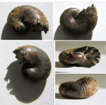 Перламутровый Phyllopachyceras sp.