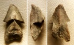 Нижнеготеривский ринхолит Hadrocheilus sp.