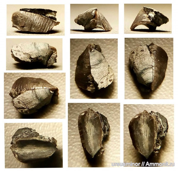 баррем, Tillicheilus obtusus, Tillicheilus, верхний баррем, конхоринхи