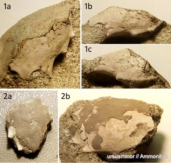 альб, крабы, верхний альб, Raninella, Raninella yanini, Raninidae