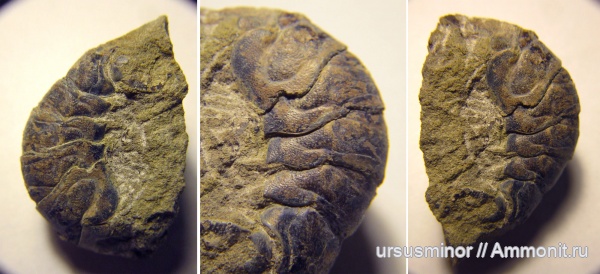раки, валанжин, Hoploparia, Hoploparia dentata, верхний валанжин