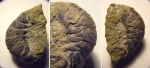 Абдомен Hoploparia dentata