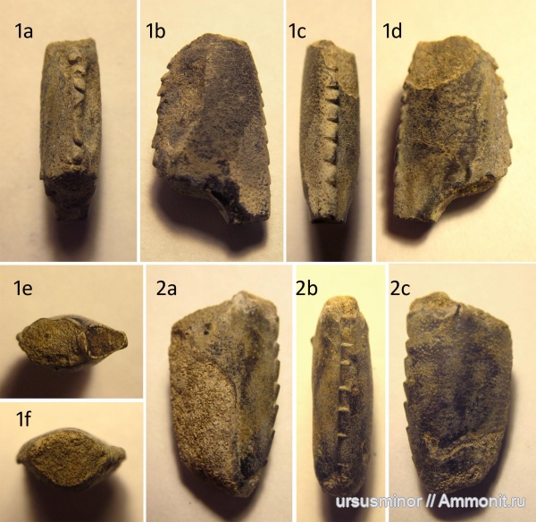 раки, валанжин, Hoploparia, Hoploparia dentata, верхний валанжин
