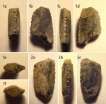 Клешни омаров Hoploparia dentata