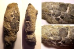Омар Hoploparia dentata