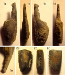 Клешни Hoploparia dentata