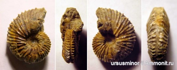 аммониты, валанжин, Neocomitidae, нижний валанжин, Bodrakiceras