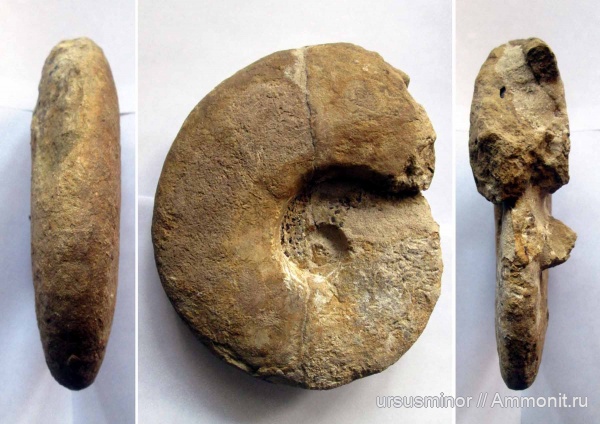 аммониты, готерив, нижний готерив, Leopoldia, Endemoceratidae, зона Leopoldia desmoceroides