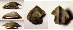 Akidocheilus (Planecapula) infirus
