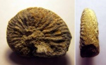 Lyticoceras nodosoplicatum (?)