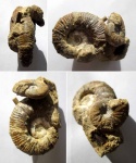 Crioceratites и Breistofferella