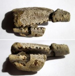 Клешни омара Hoploparia dentata