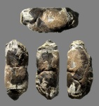 Карапакс Hoploparia dentata с ненарушенным спинным швом