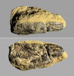Glyphea regleyana