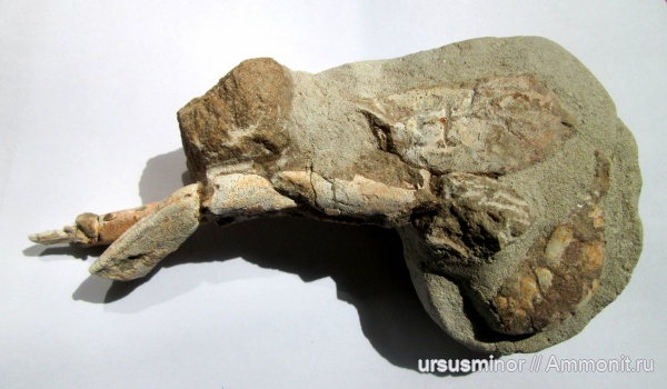 альб, Hoploparia, Hoploparia longimana, верхний альб, омары, Nephropidae