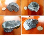 Gryphaea