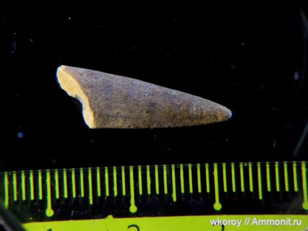 костные рыбы, Protosphyraena, Зуб костной рыбы, КПС