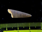 Protosphyraena sp