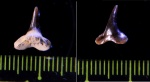 Synechodus cf. tenuis