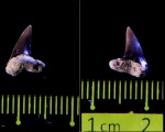 Cretoxyrhina или Cardabiodon?