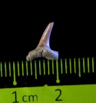 Eostriatolamia sp