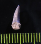 Anomotodon (предположительно)