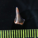 Synechodus cf. tenuis Курской области