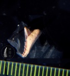 Synechodus cf. S. dubrisiensis