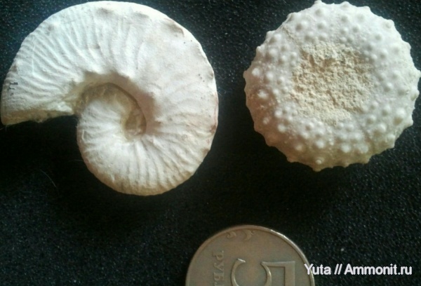 Scaphitidae