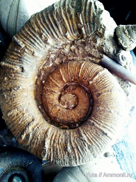 Crioceratites