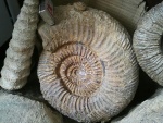 Speetoniceras