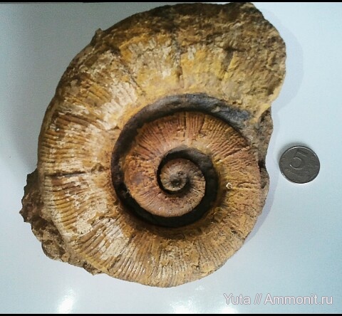 Crioceratites