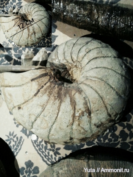 Nautilus