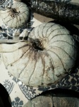 nautilus