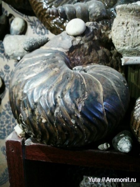 Nautilus