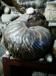 nautilus