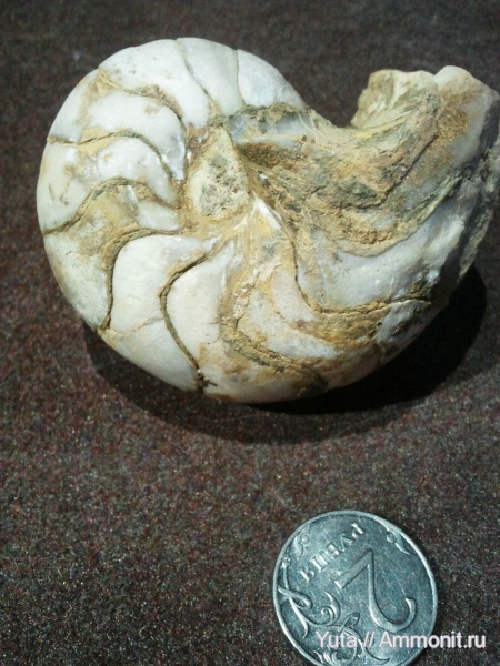 Nautilus