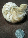 nautilus