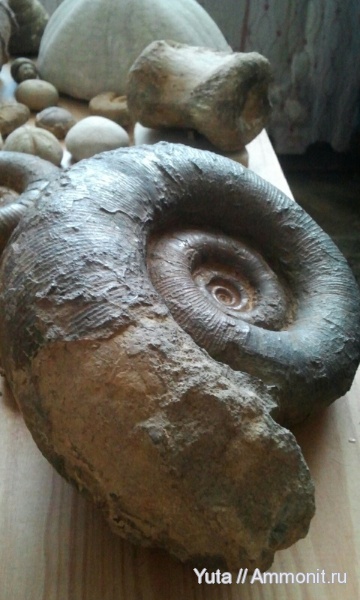 аммониты, Крым, Biasaloceras