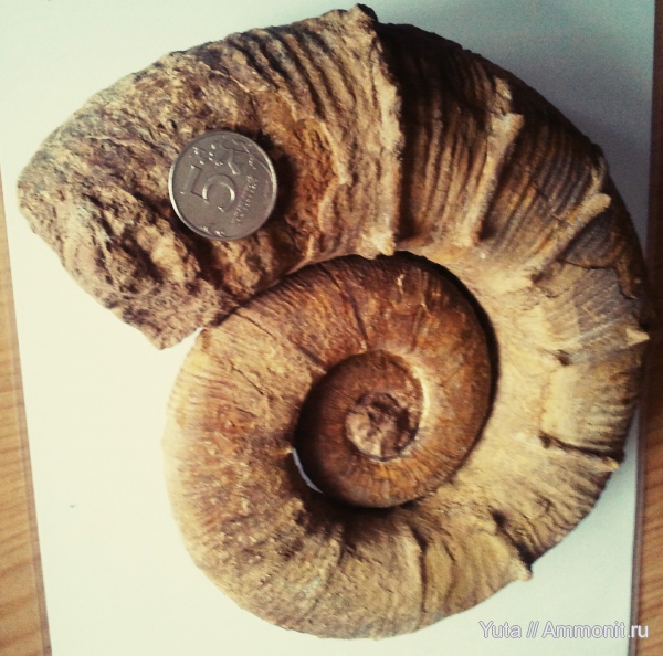 аммониты, Крым, готерив, Crioceratites, Pseudothurmannia, верхний готерив