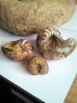 Speetoniceras,Cymatoceras,nautilus