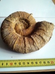 Pseudothurmannia