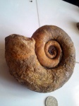 Biasaloceras
