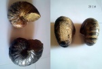 2 сymatocerasа