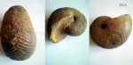 Cymatoceras