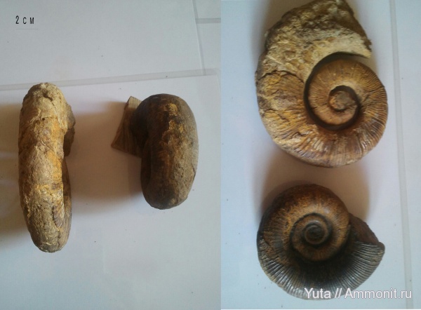 аммониты, Крым, Biasaloceras, Crioceratites