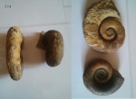 Biasaloceras, Crioceratites