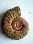Pseudothurmannia