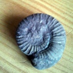 Perisphinctidae