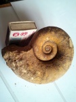 Pictetia